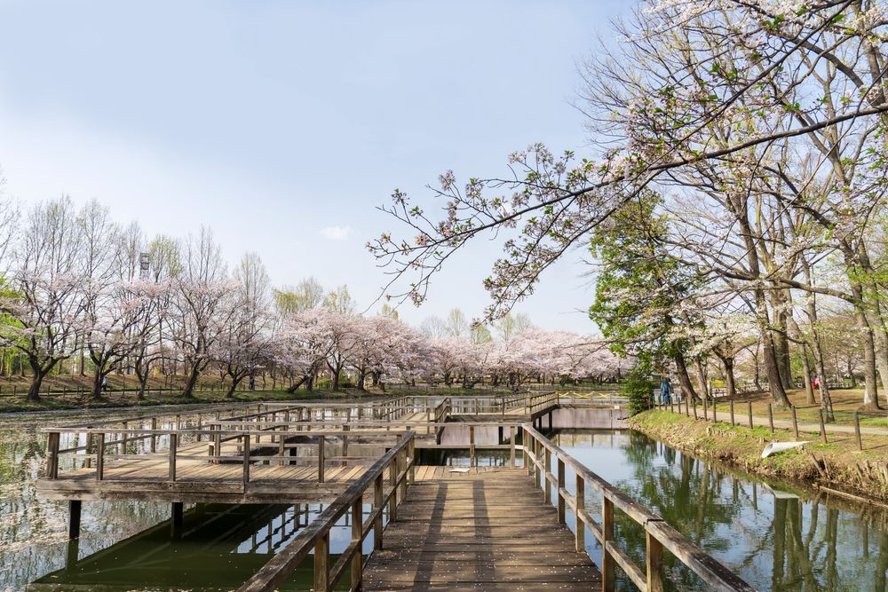 鶴ヶ島市運動公園の画像 - 2枚目