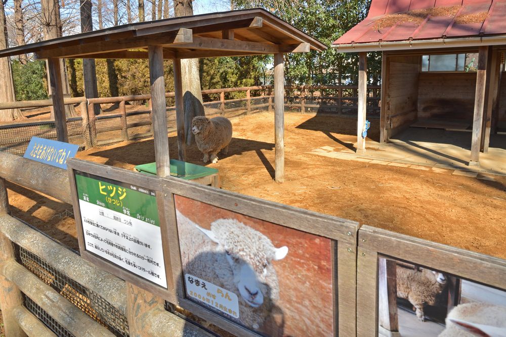 大崎公園の画像 - 4枚目