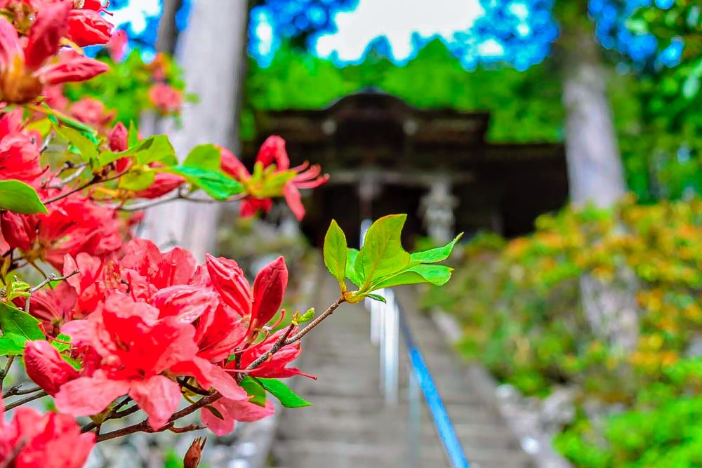大陽寺の画像 - 5枚目