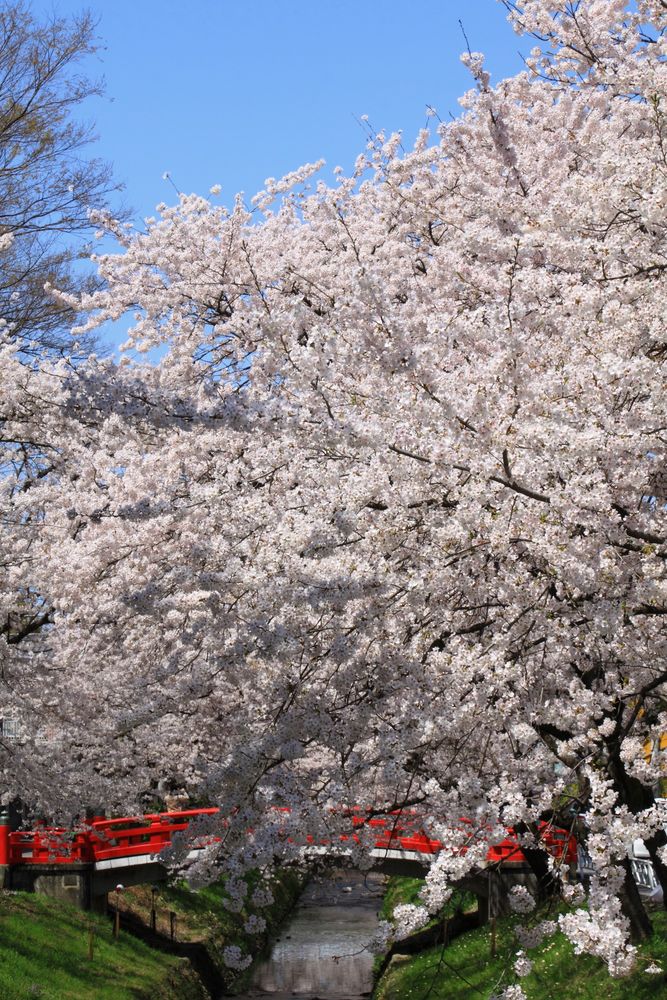 唐沢川桜堤の画像 - 2枚目