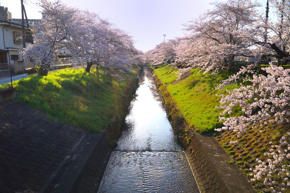 唐沢川桜堤の画像 - 3枚目