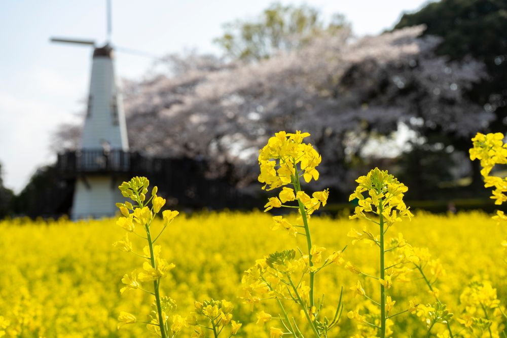 市民の森 見沼グリーンセンターの画像 - 3枚目