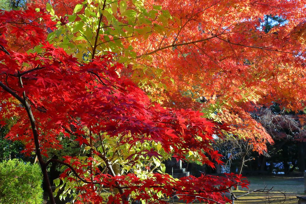 岩殿山 安楽寺（吉見観音）の画像 - 5枚目