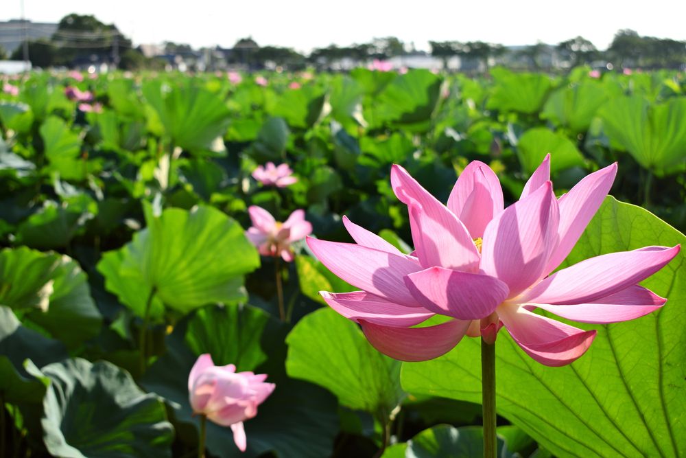 伊佐沼公園の画像 - 6枚目
