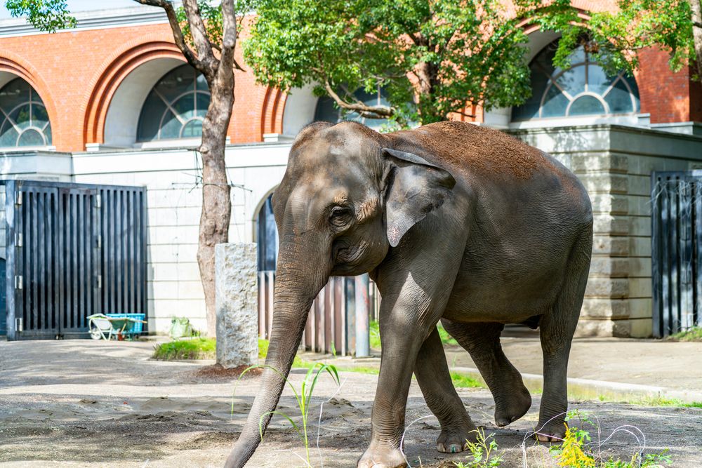 よこはま動物園ズーラシアの画像 - 3枚目