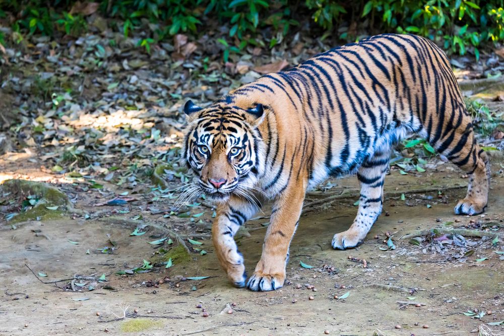 よこはま動物園ズーラシアの画像 - 4枚目