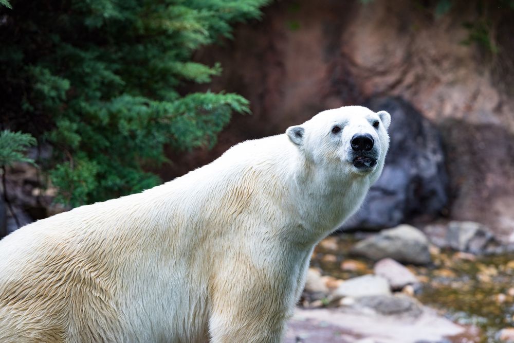 よこはま動物園ズーラシアの画像 - 5枚目