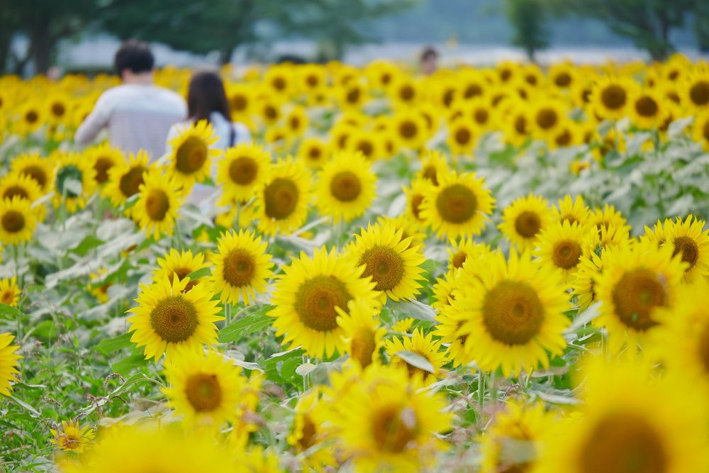 座間ひまわり畑の画像 - 5枚目