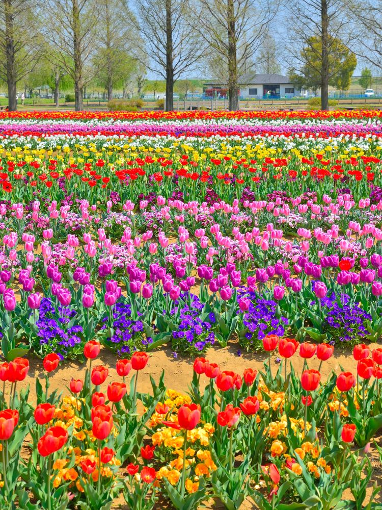 あけぼの山農業公園の画像 - 3枚目