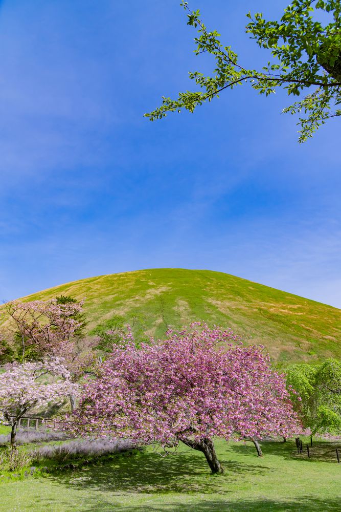 大室山の画像 - 4枚目