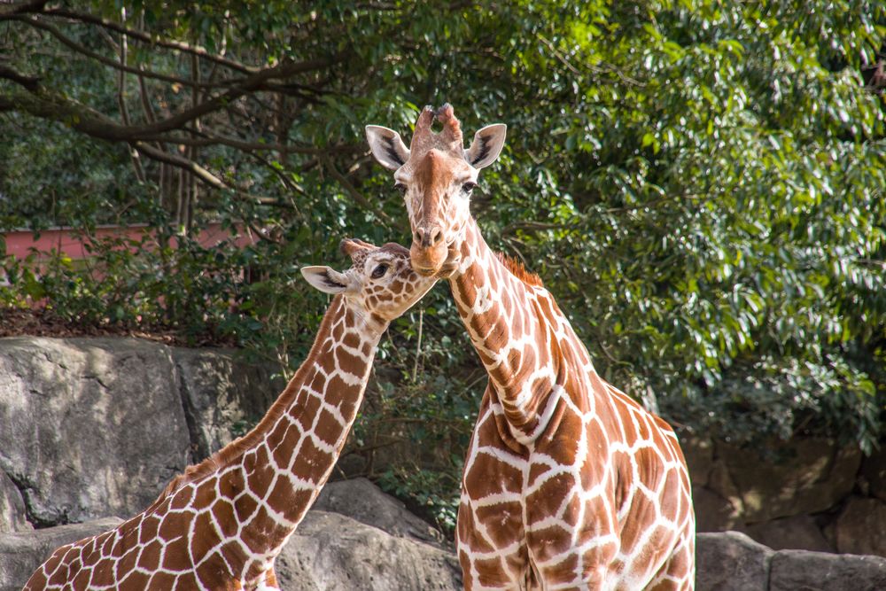 金沢動物園の画像 - 2枚目