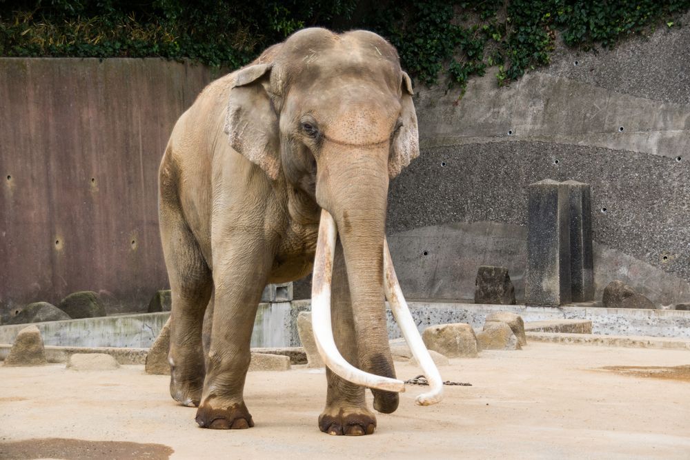 金沢動物園の画像 - 3枚目