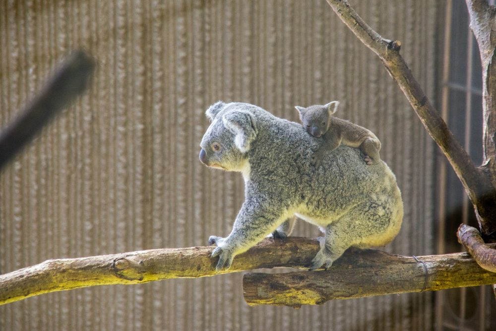 金沢動物園の画像 - 4枚目