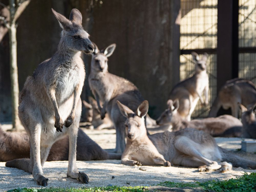 金沢動物園の画像 - 5枚目