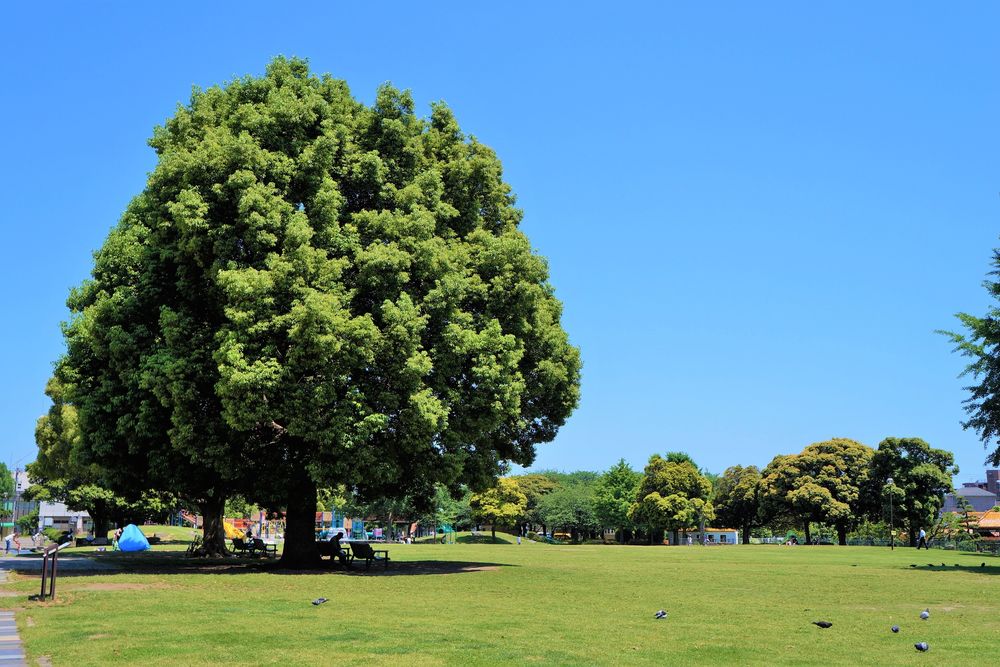 大師公園の画像 - 2枚目