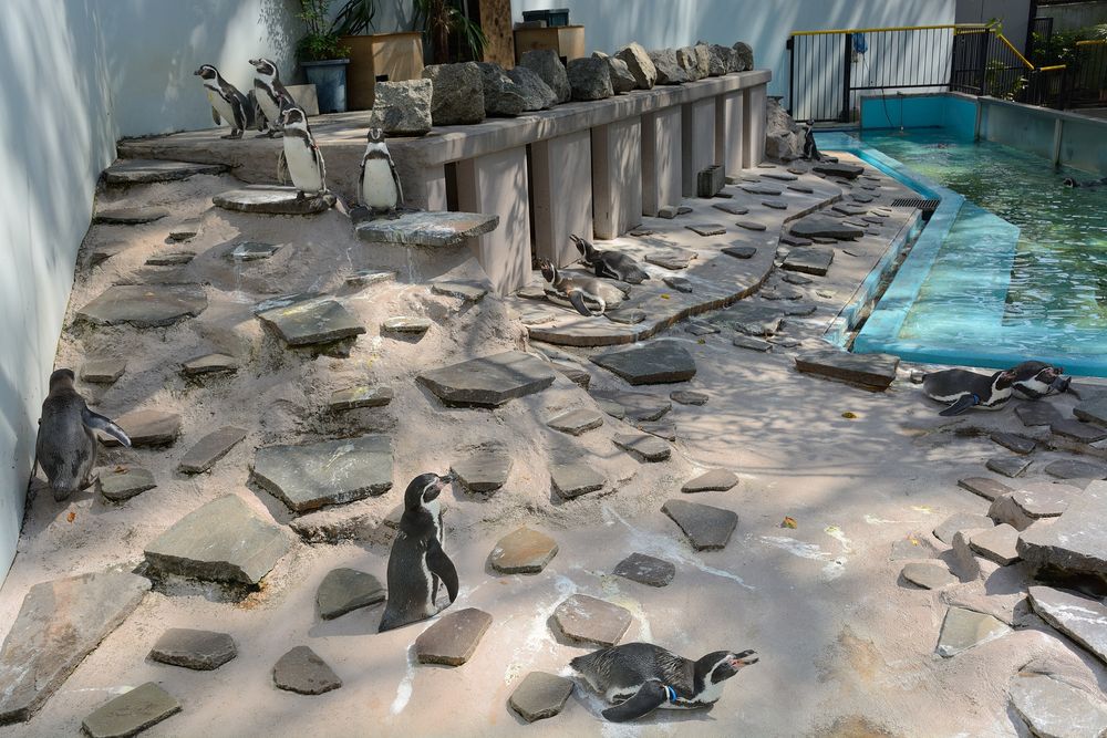 夢見ヶ崎動物公園の画像 - 4枚目