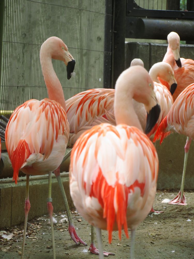 夢見ヶ崎動物公園の画像 - 5枚目