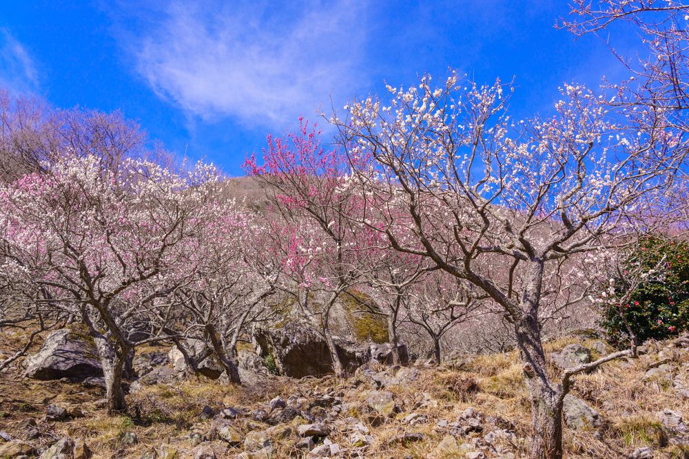 湯河原梅林の画像 - 2枚目