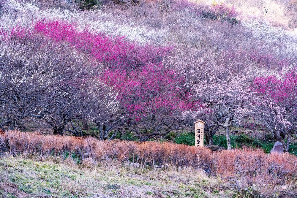 湯河原梅林の画像 - 3枚目