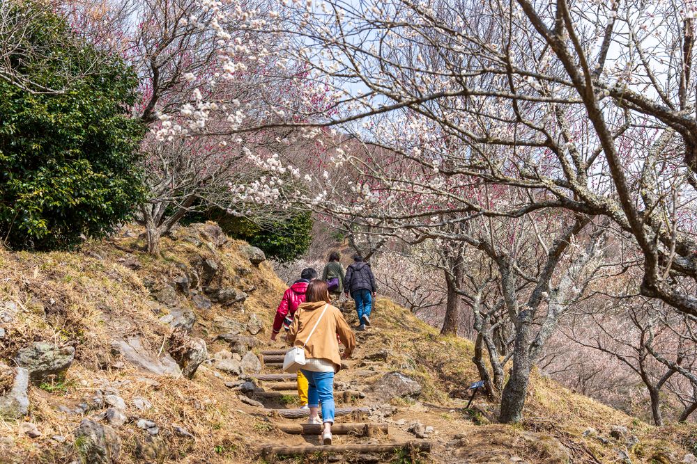 湯河原梅林の画像 - 4枚目