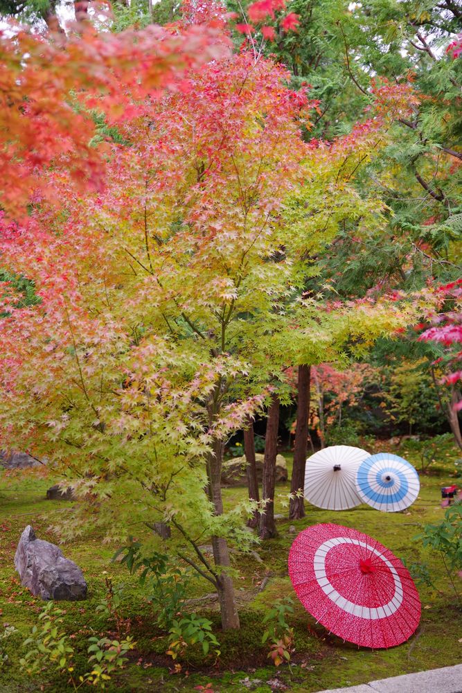 勝林寺の画像 - 5枚目