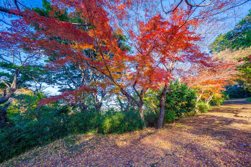 源氏山公園の画像 - 5枚目
