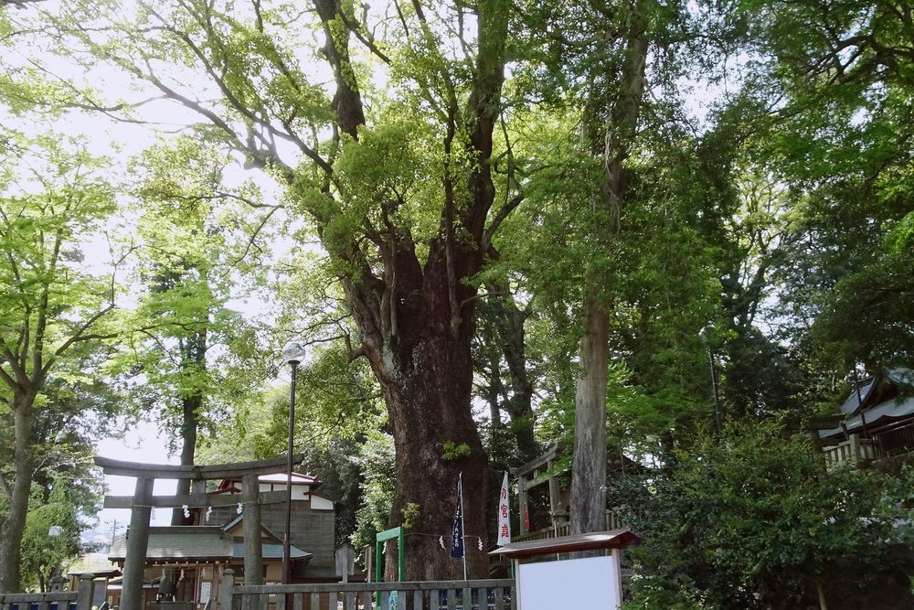 五所神社の画像 - 2枚目