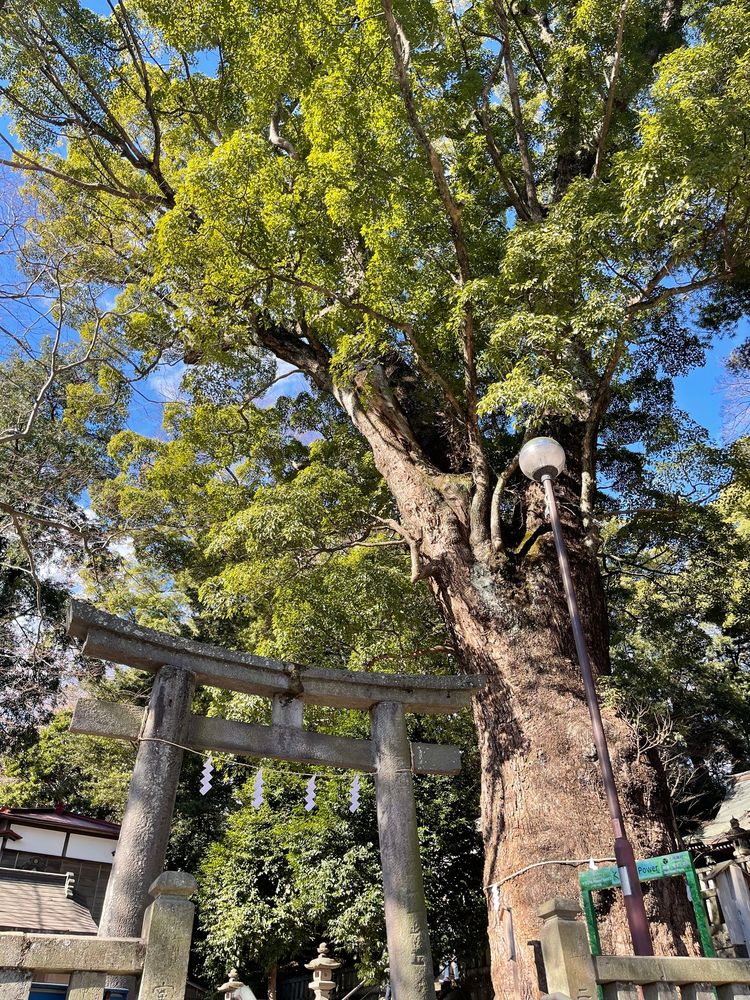 五所神社の画像 - 5枚目