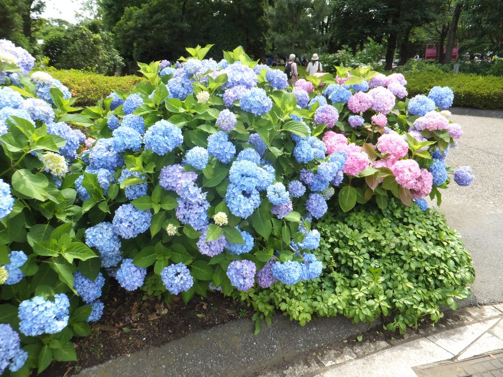 相模原麻溝公園の画像 - 2枚目