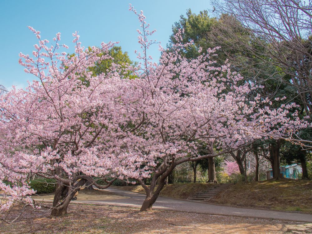 王禅寺ふるさと公園】の周辺スポット・アクセス・口コミ - Prism Japan