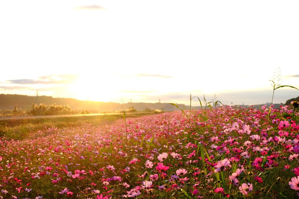 佐倉ふるさと広場の画像 - 2枚目