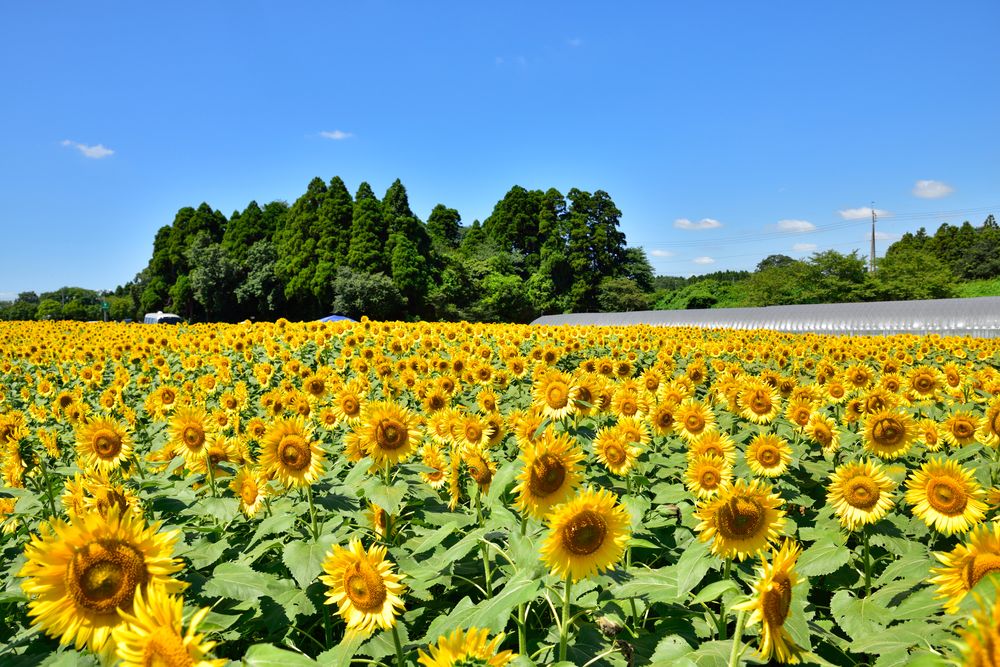 成田ゆめ牧場の画像 - 2枚目