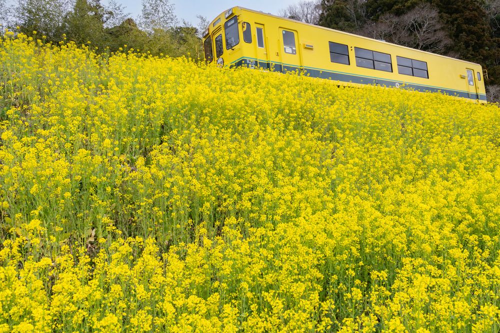 いすみ鉄道の画像 - 5枚目