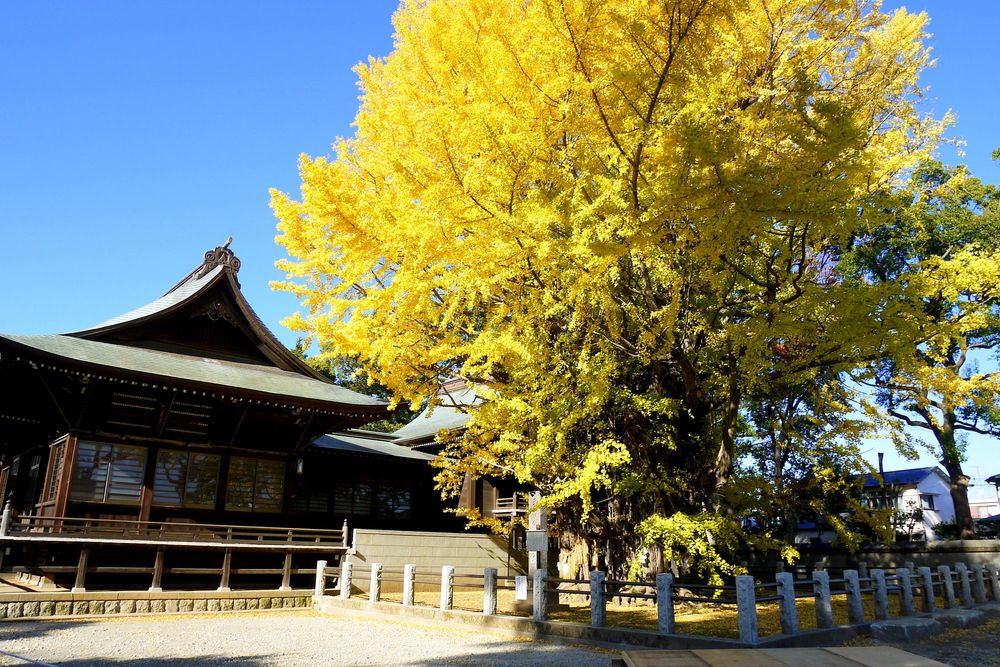 葛飾八幡宮の画像 - 2枚目
