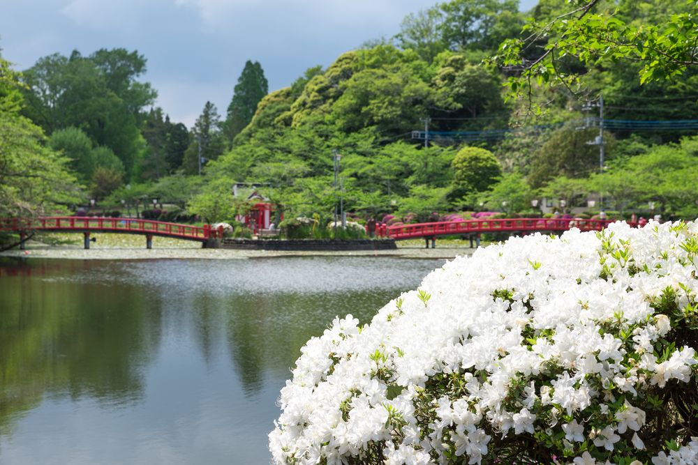 茂原公園の画像 - 5枚目