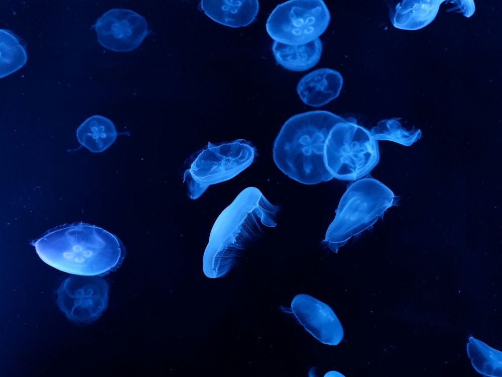 すみだ水族館の画像 - 3枚目