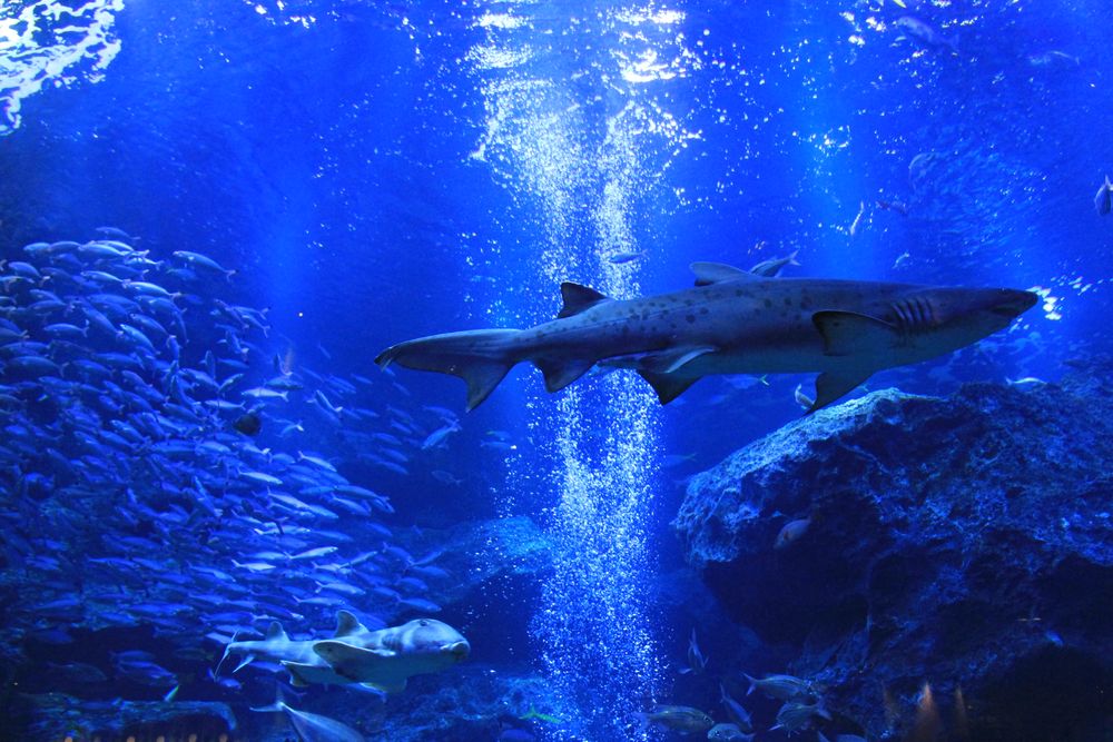 すみだ水族館の画像 - 4枚目