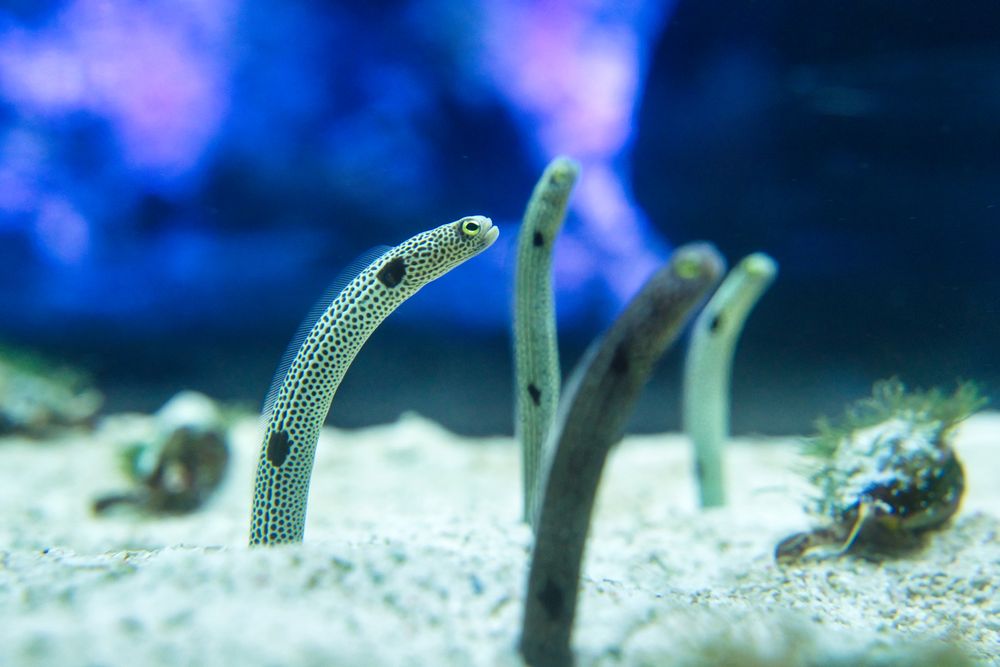 すみだ水族館の画像 - 5枚目