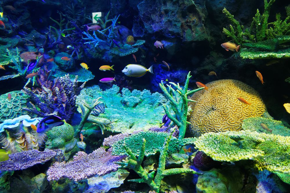 サンシャイン水族館の画像 - 3枚目