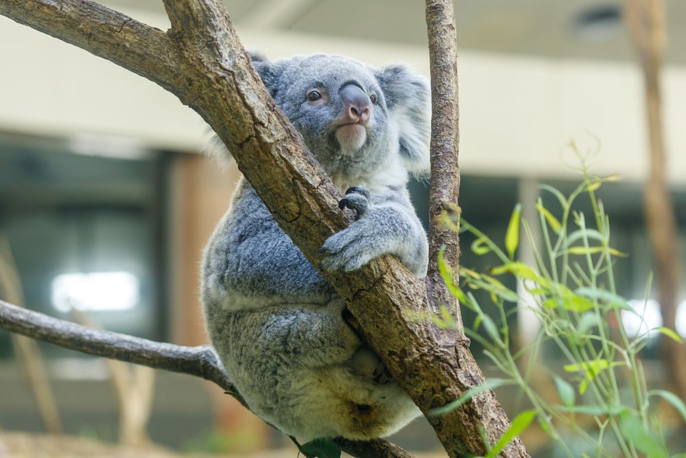 多摩動物公園の画像 - 3枚目