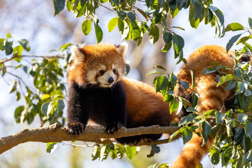 多摩動物公園の画像 - 4枚目