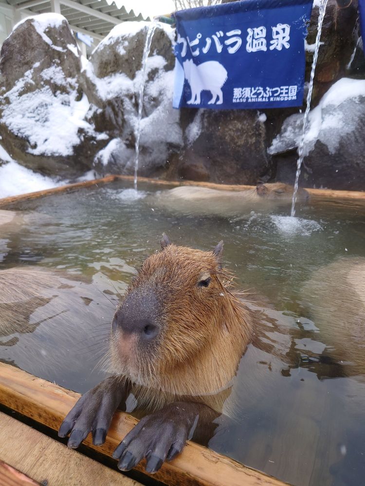 那須どうぶつ王国の画像 - 3枚目