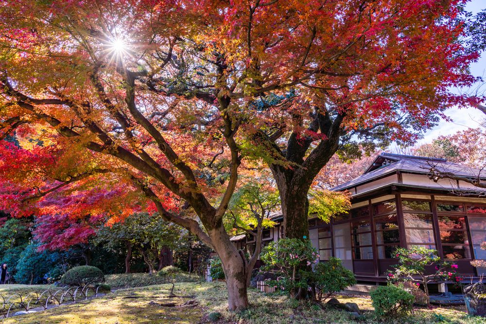 小石川後楽園の画像 - 2枚目