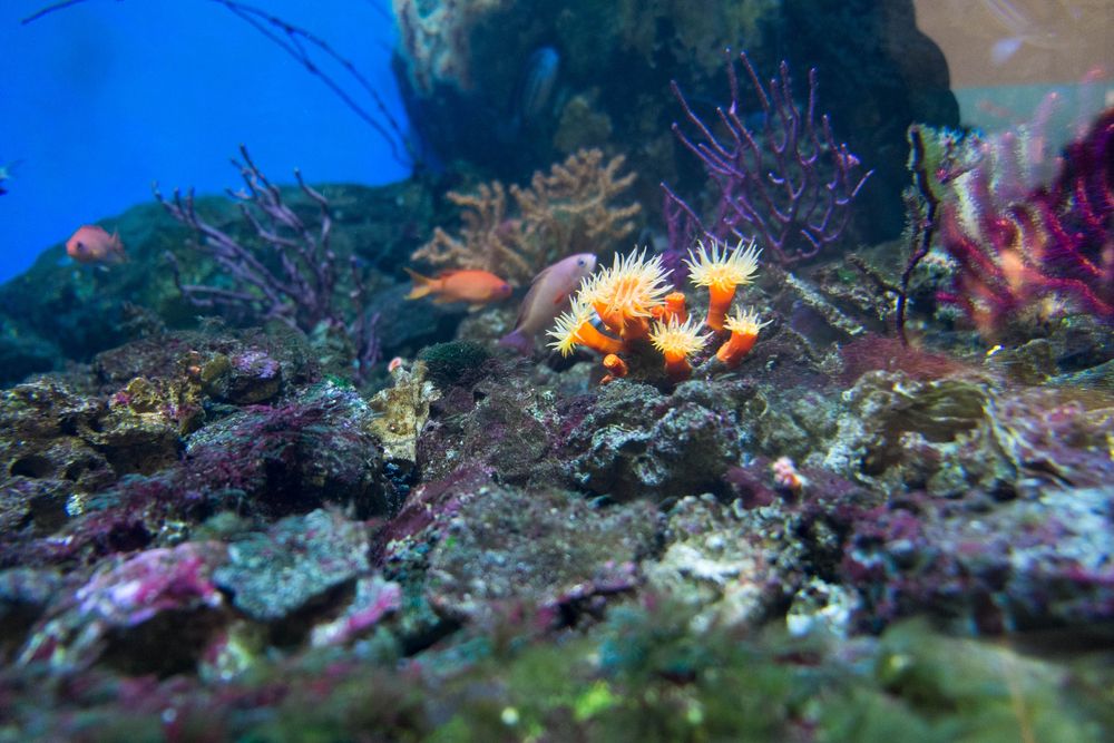 葛西臨海水族園の画像 - 4枚目