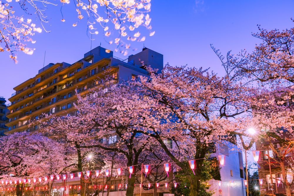 播磨坂さくら並木】の周辺スポット・アクセス・口コミ - Prism Japan