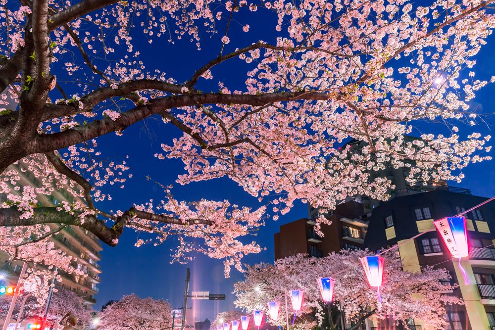 播磨坂さくら並木