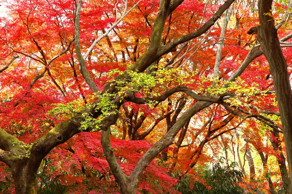 名主の滝公園の画像 - 5枚目