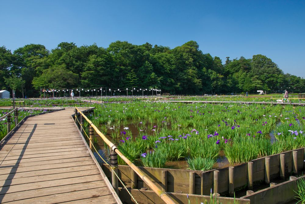 北山公園の画像 - 2枚目