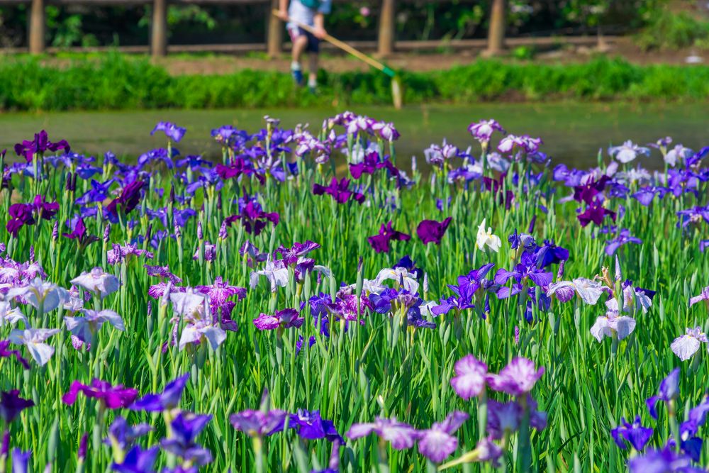北山公園の画像 - 3枚目