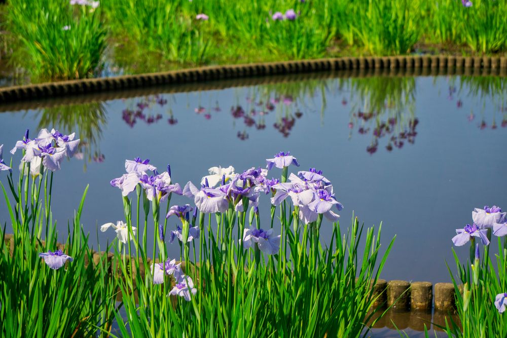 北山公園の画像 - 4枚目
